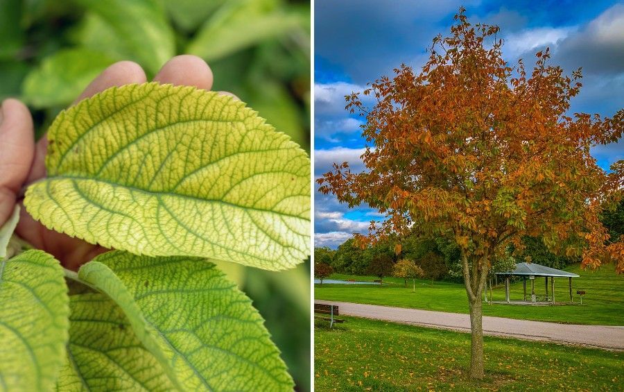 A hand holding a leaf with yellow tissue and green veins beside a healthy tree in normal orange fall color.