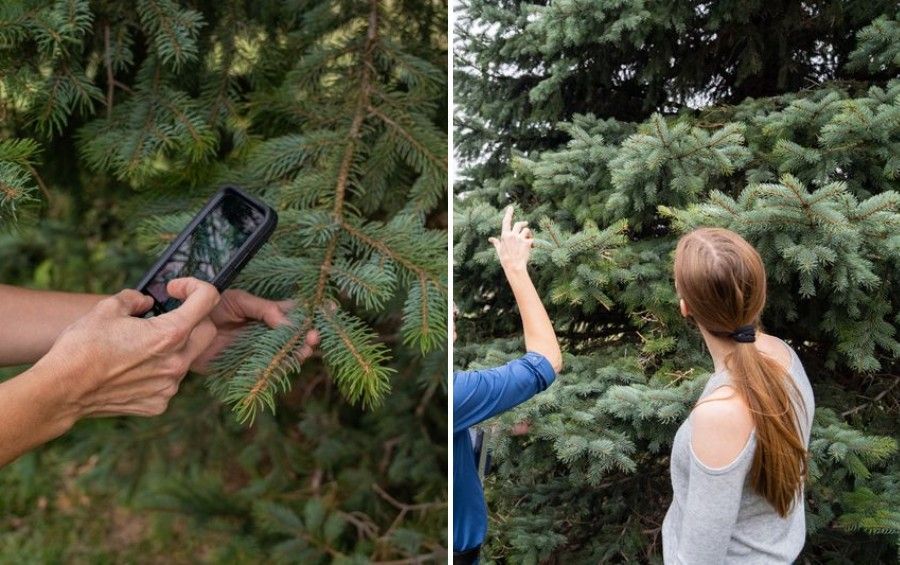 A homeowner photographs a spruce branch on their phone while another person points out a section of the tree to examine.