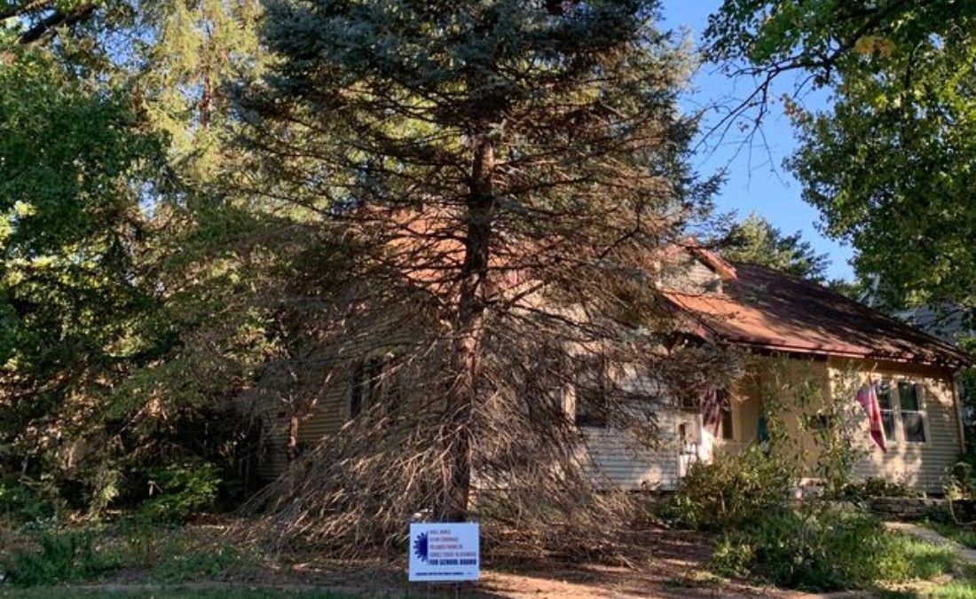 A large evergreen tree in a residential front yard shows extensive brown, dead needles through its lower and interior branches.