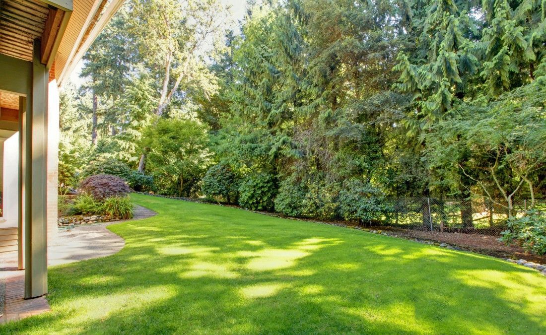 A lush green lawn spreads beneath large mature shade trees in a suburban summer yard.