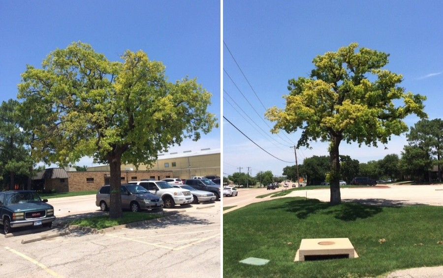 A pin oak with a thin, yellowing canopy caused by iron chlorosis growing in a paved parking lot.