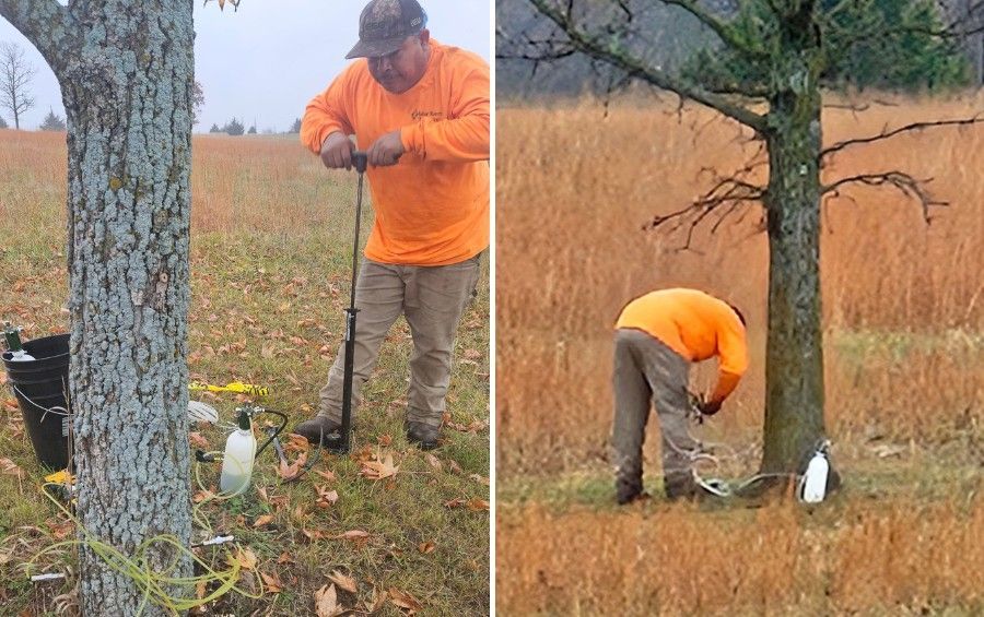 A Plant Health Care technician applying a soil iron treatment near the base of a tree in a fall field.