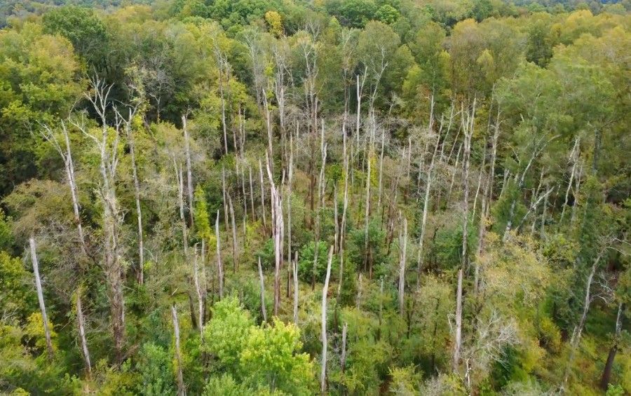 Aerial view of a wooded area with several trees showing bare or thinning canopies among surrounding green trees.