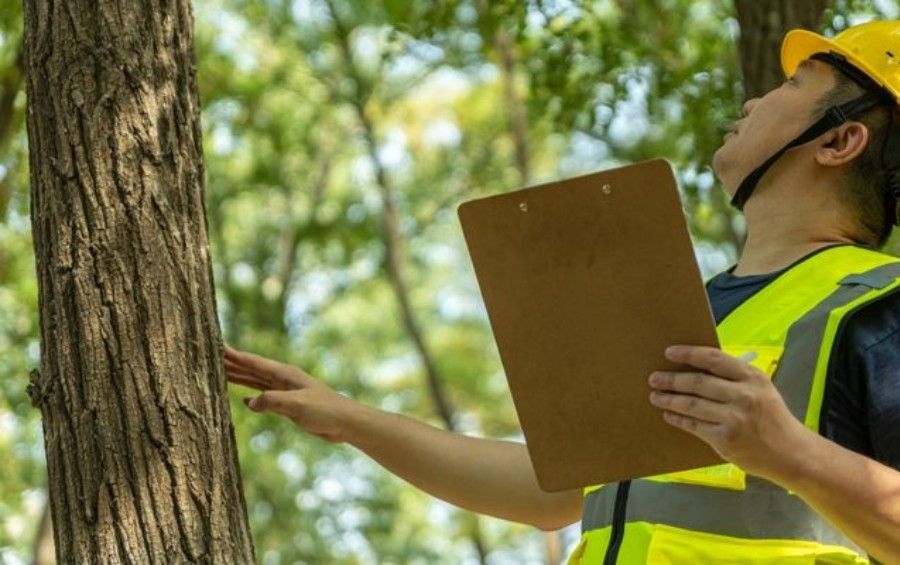 An Arbor Masters arborist inspecting a tree's trunk and canopy during a tree-health assessment.