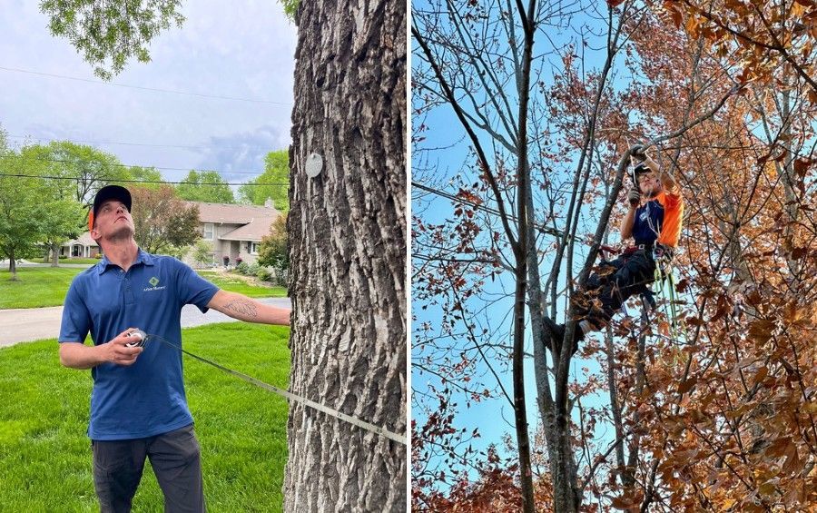 An Arbor Masters crew member measuring a tree trunk during an on-site assessment, next to an arborist climbing through a tree's canopy.