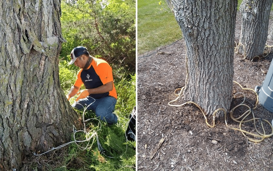 An Arbor Masters plant health care technician setting up a trunk injection at the base of a tree.