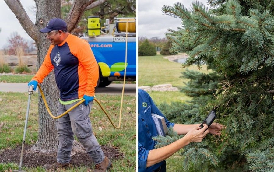 An Arbor Masters technician injects treatment into the soil at the base of a tree while another arborist inspects a spruce with a tablet.