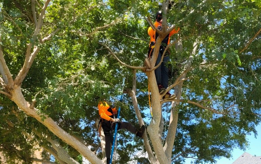 An Arbor Masters tree crew member prunes branches from a tree in the Des Moines metro.