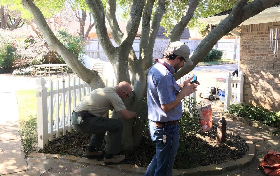 An arborist examines a mature tree's trunk and canopy during a tree health assessment.