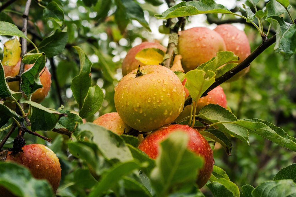 apple tree fruit