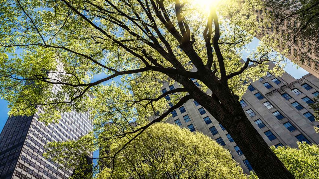 A tree in a city with the summer sun behind it.