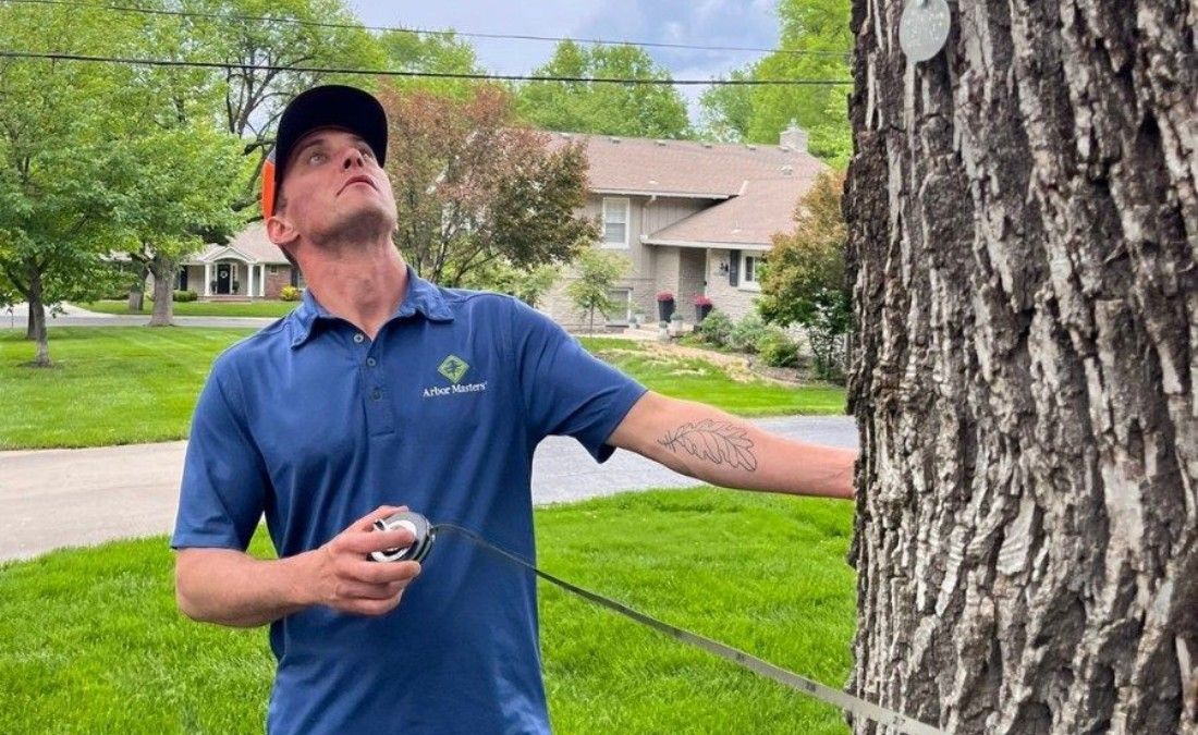 Arbor Masters arborist measures a mature tree trunk while inspecting its canopy on a residential property.