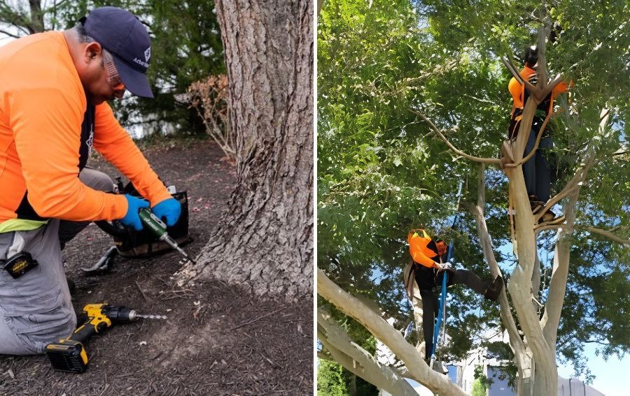 Arbor Masters arborist treating a tree base while climbers prune the canopy above.