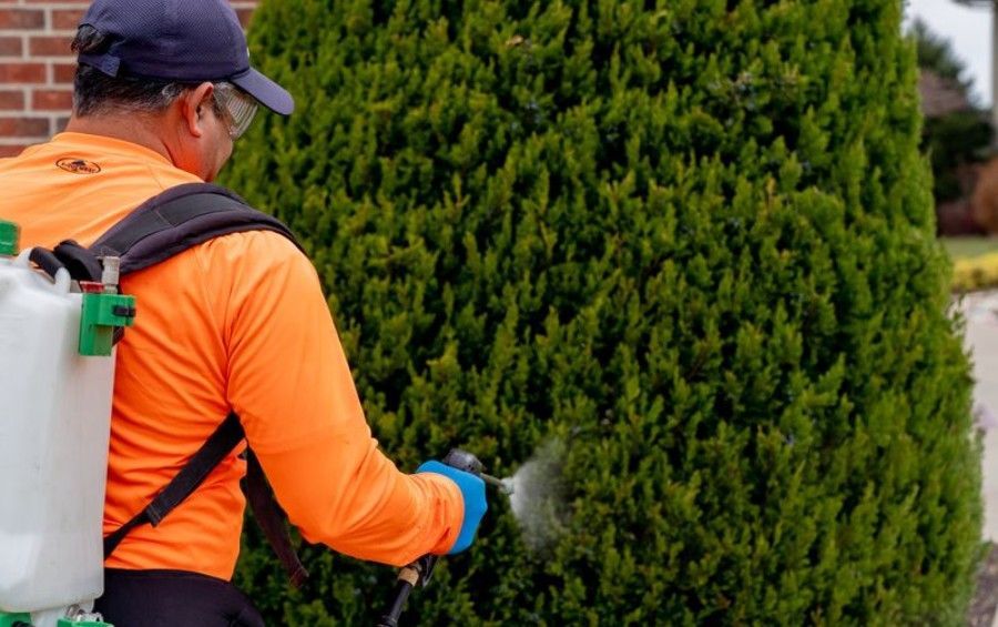 Arbor Masters plant health care technician applying a targeted treatment to an evergreen shrub.