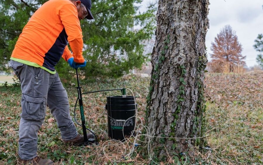 Arbor Masters plant health care technician injecting a mature tree at the root flare.