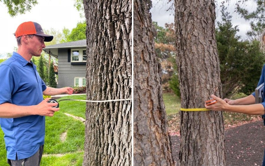 Arbor Masters team members measure the trunks of two mature trees during residential property assessments.
