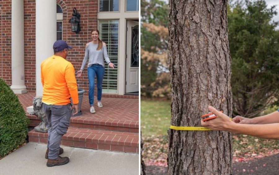 Arborist greeting a homeowner at her front door, and a tape measure wrapped around a tree trunk.