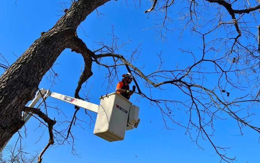 Arborist in a bucket lift pruning branches from a mature tree in Oklahoma City.