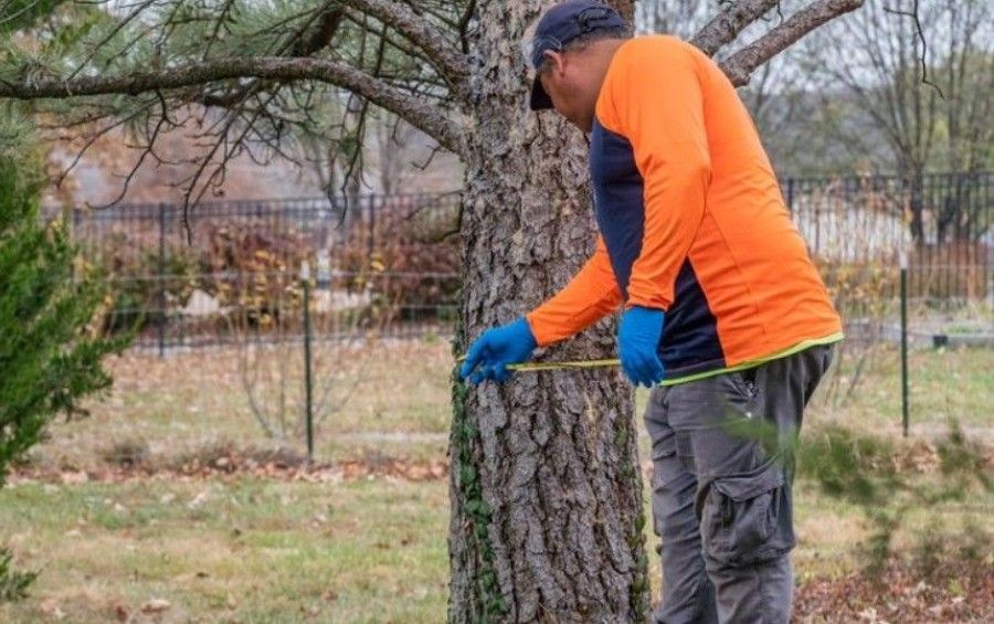 Arborist measuring the trunk diameter of a mature tree during a property assessment.