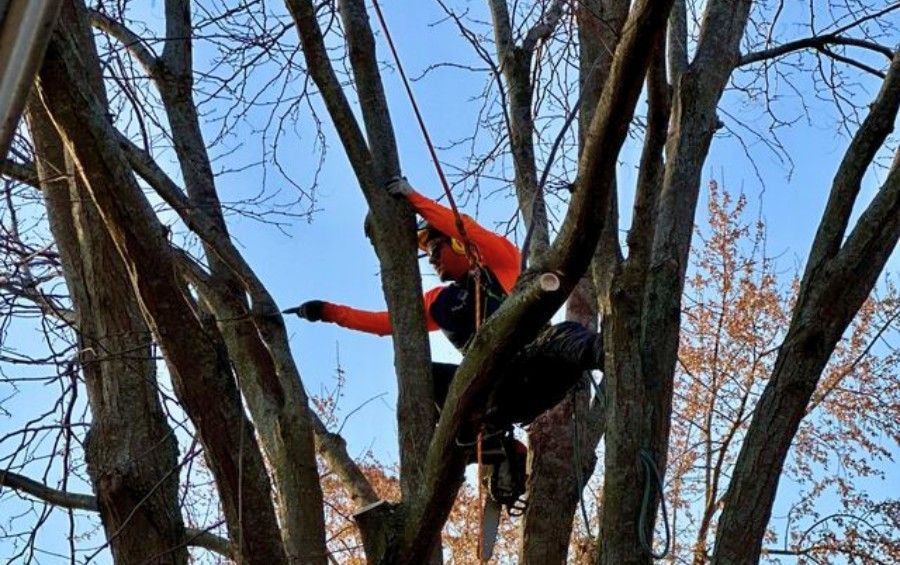 Arborist using a hand saw while climbing in the canopy of a mature tree.