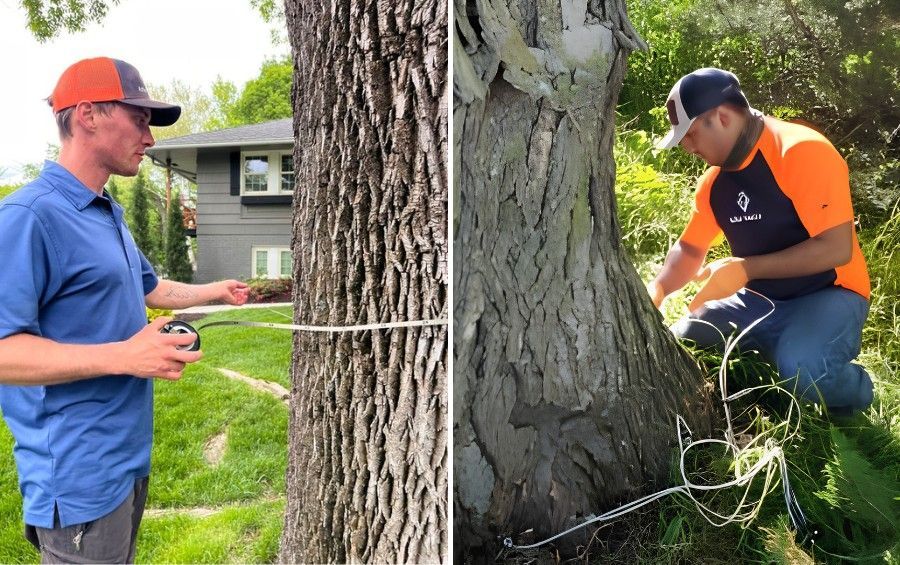 Arborists inspecting a tree trunk and root flare to diagnose the cause of yellowing leaves and declining tree health.