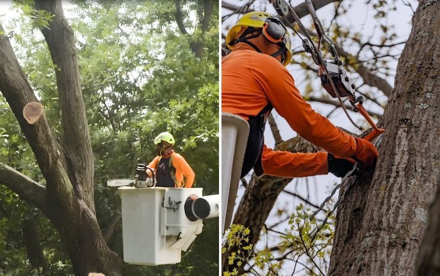 Arborists inspecting and working in mature trees using a bucket truck and climbing equipment.