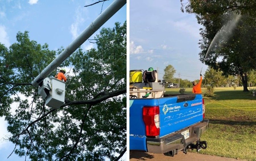 Arborists pruning webworm-infested branches and applying treatment to a mature tree in the Dallas area.