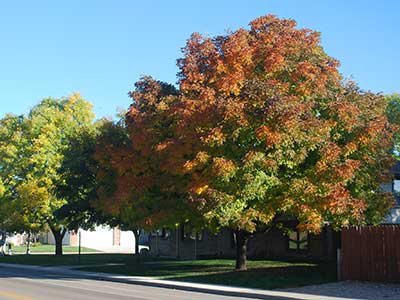 ash tree