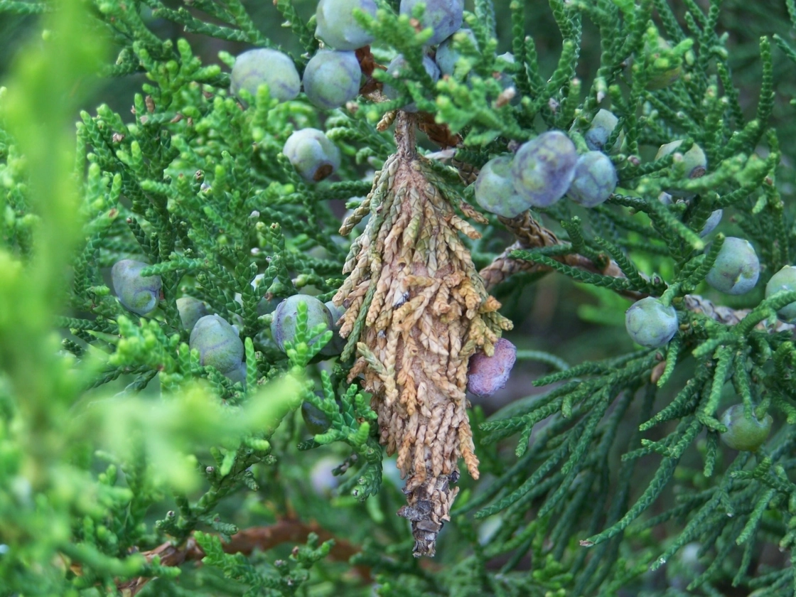 bagworm