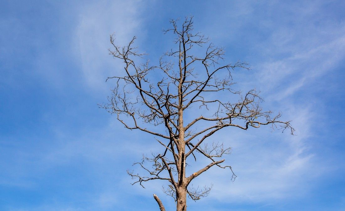 Bare, leafless crown of a mature tree against a clear sky.