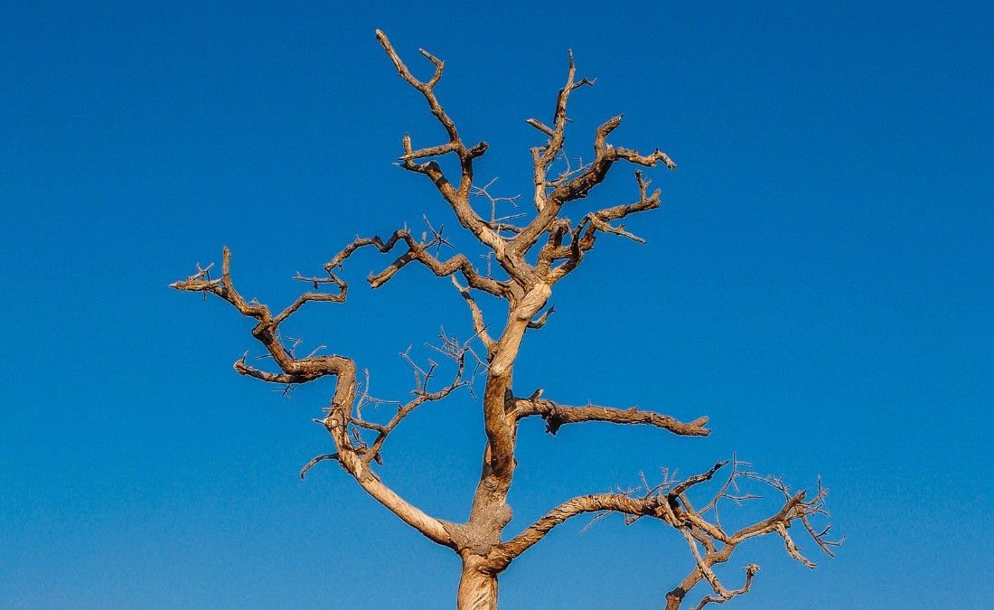 Bare, leafless tree branches against a clear blue sky in fall.