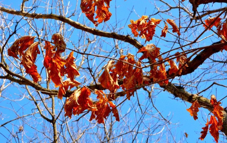 Brown, curled oak leaves showing late-summer decline symptoms on a tree in Oklahoma.