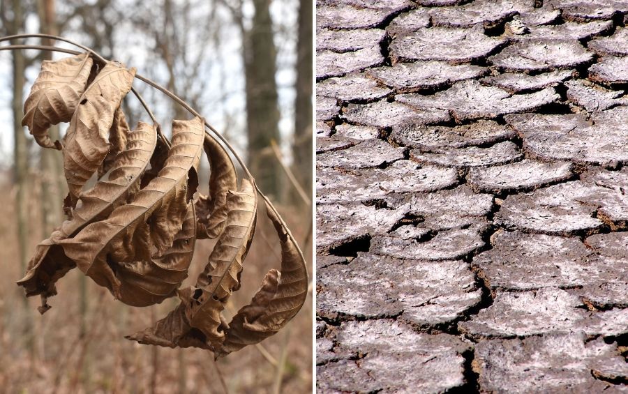 Browned, curled leaves on a branch beside deeply cracked dry soil.