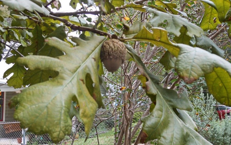 Bur oak acorn with a fringed cap hanging among large, rounded-lobed leaves.
