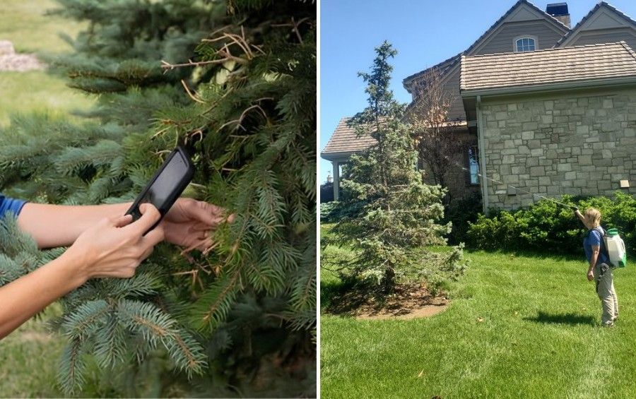 Certified Arborist evaluating a tree's canopy during a plant health care visit.