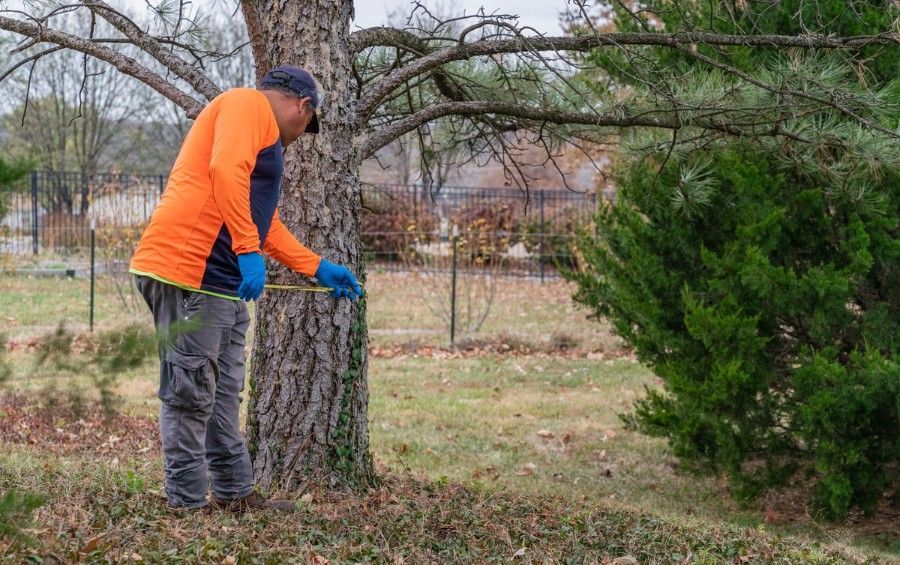 Certified arborist inspecting the trunk of a mature tree during an on-site tree health assessment.