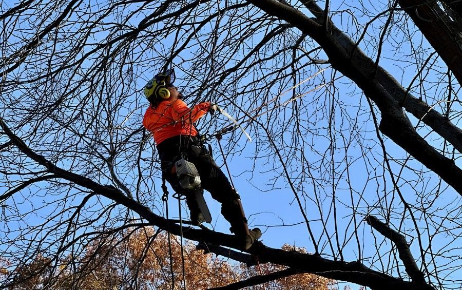 Certified Arborist pruning a mature oak tree by hand during the dormant season in Oklahoma.