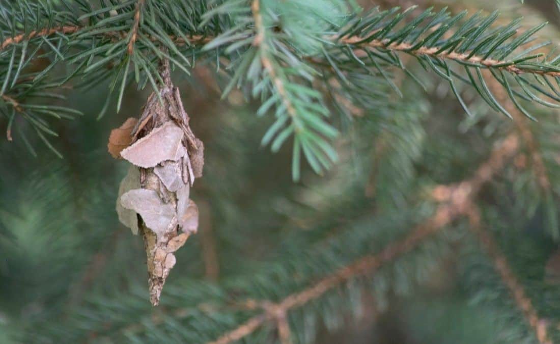 Close-up of a bagworm bag hanging from an evergreen branch in late summer before the insects overwinter.