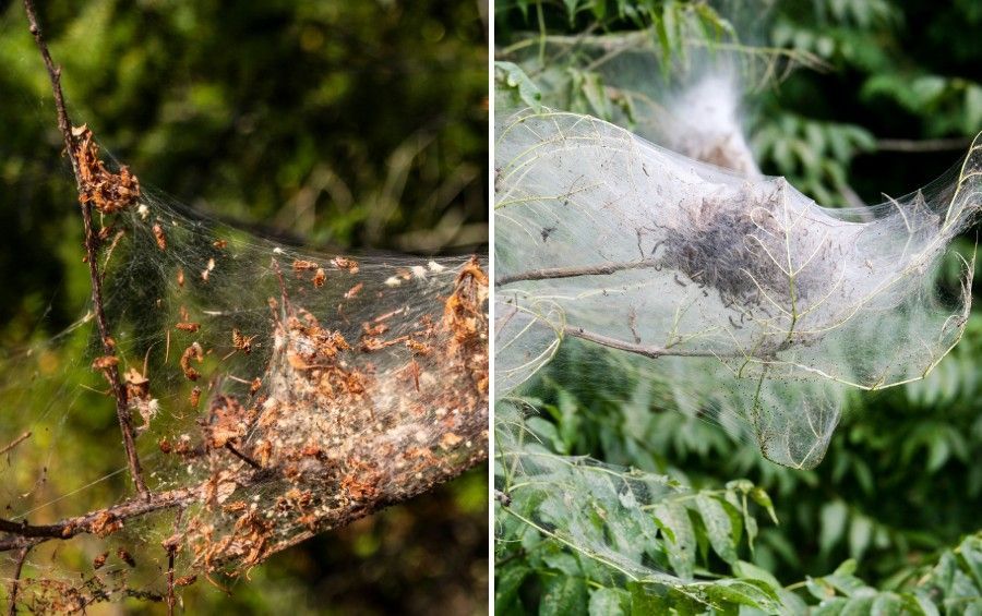 Close-up of a fall webworm nest with pale, hairy caterpillars and chewed leaves inside the webbing.