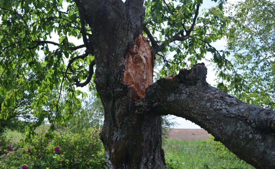 Close-up of a large tree limb torn away from the trunk, exposing fresh wood beneath the bark after a storm.
