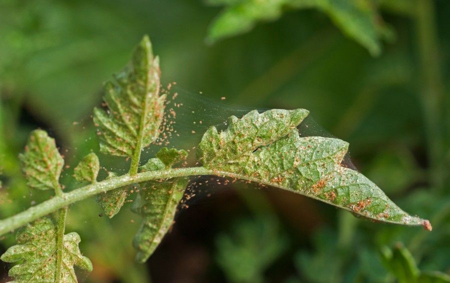 Close-up of a leaf with a spider mite infestation, showing fine webbing, stippled foliage, and clusters of tiny mites feeding on the leaf surface.