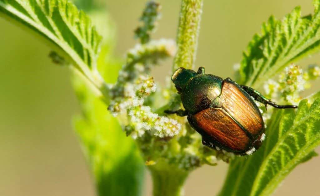 Close-up of an adult Japanese beetle with a metallic-green body and coppery-brown wing covers on a leaf.