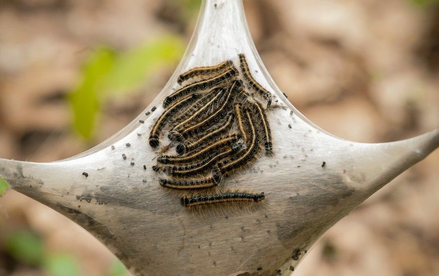 Close-up of fall webworm caterpillars feeding inside a silken web on a tree branch.