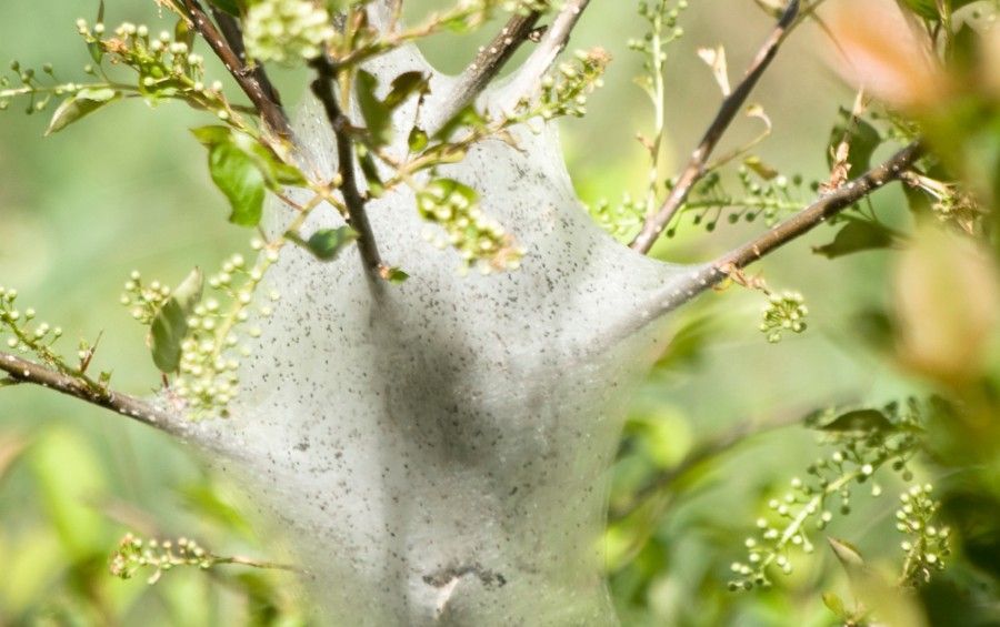 Close-up of fall webworm caterpillars feeding inside their silk nest.
