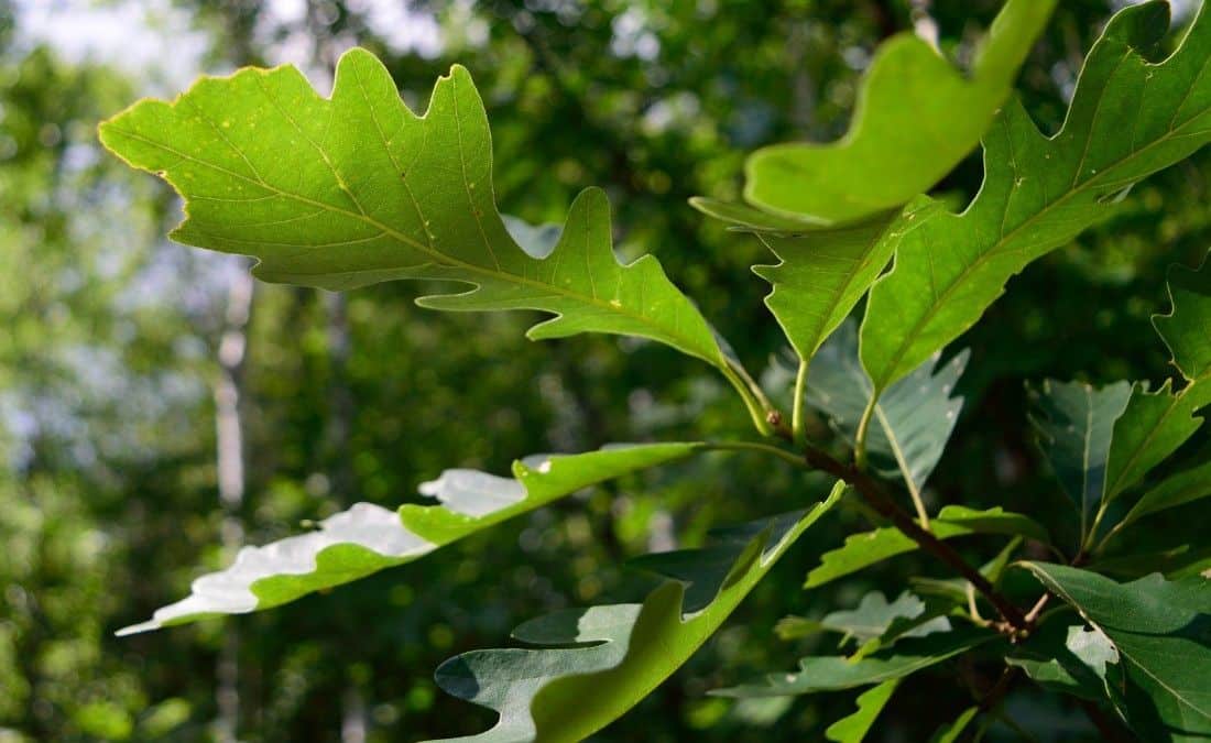 Close-up of green bur oak leaves with rounded lobes growing on a branch in summer.