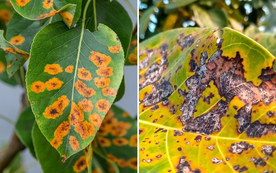 Close-up of tree leaves showing orange and black fungal leaf spots, blotches, and tissue damage from fungal infection.