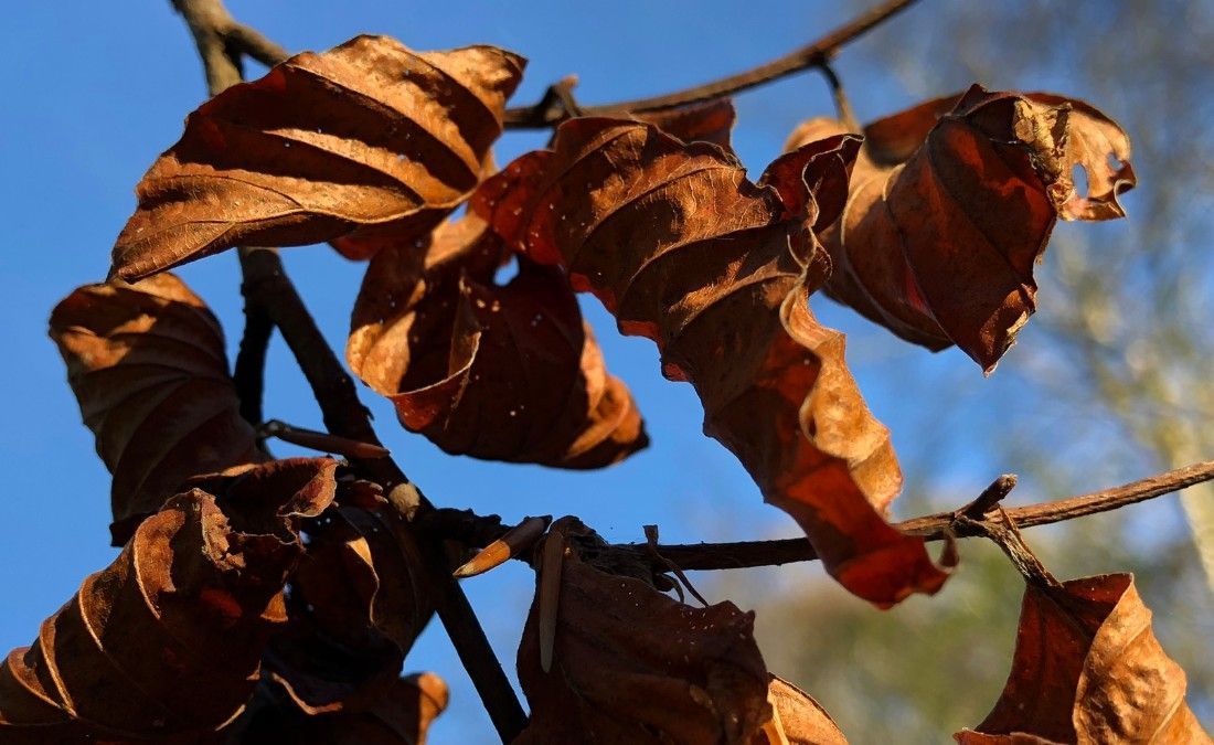 Close-up of tree leaves with brown, crispy, curling edges from summer heat and drought scorch.