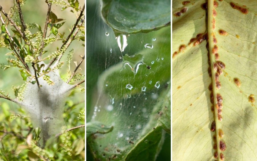 Comparison of fall webworm webbing, fine spider mite webbing, and scale insects attached to the underside of a tree leaf.