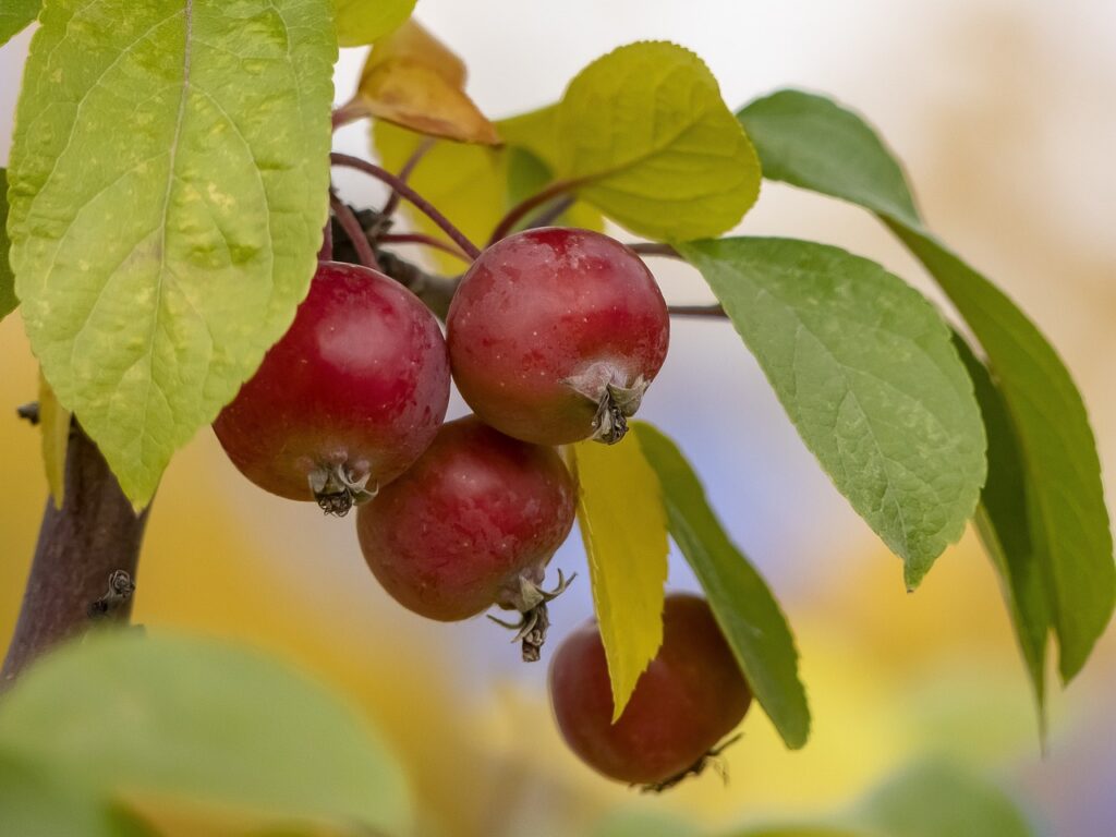 crabapple fruit