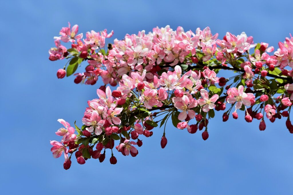 crabapple blossoms